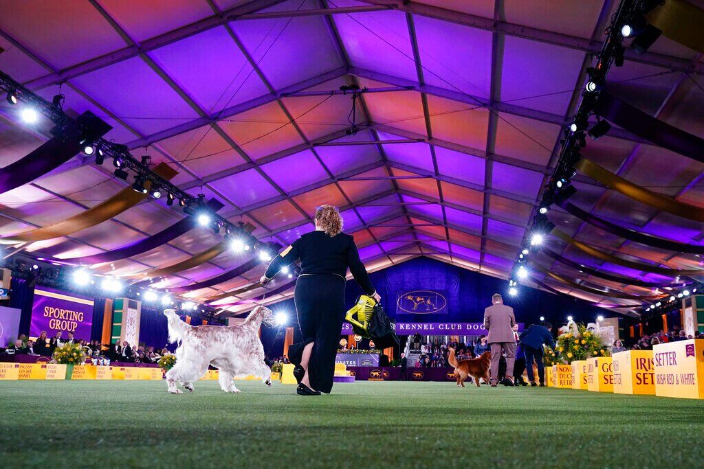 Westminster Dog Show